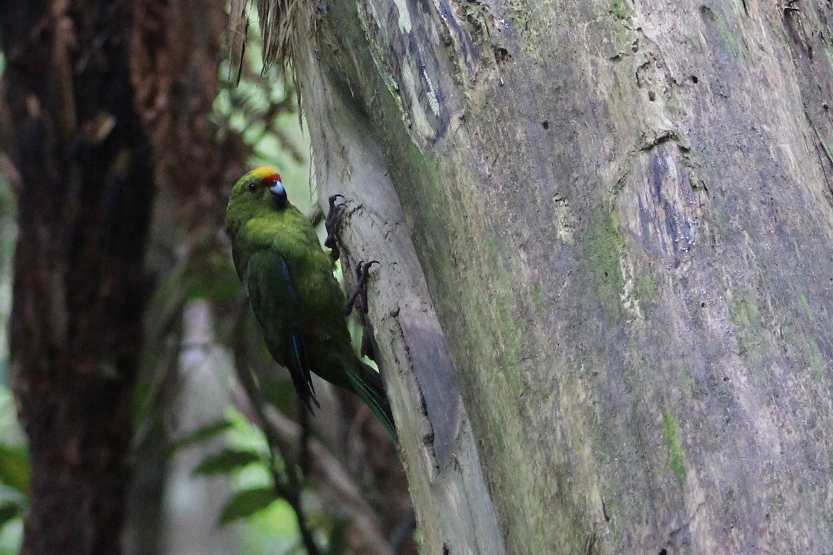Yellow-crowned Parakeet - ML302609251