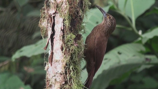 Strong-billed Woodcreeper - ML302612031