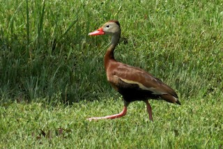 Black-bellied Whistling-Duck, ML30261381
