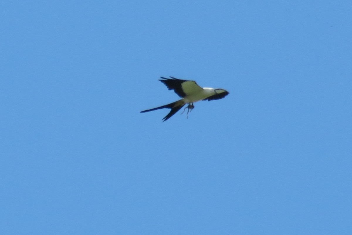 Swallow-tailed Kite - ML30261391