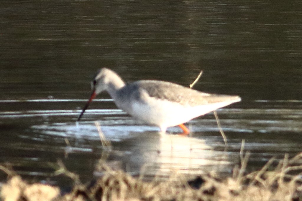 Spotted Redshank - Ains Priestman