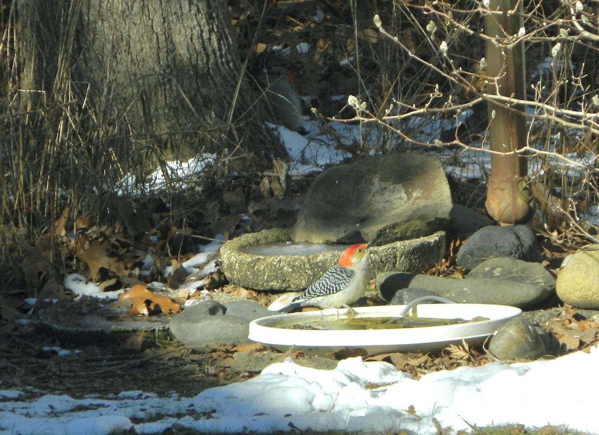 Red-bellied Woodpecker - ML302617451