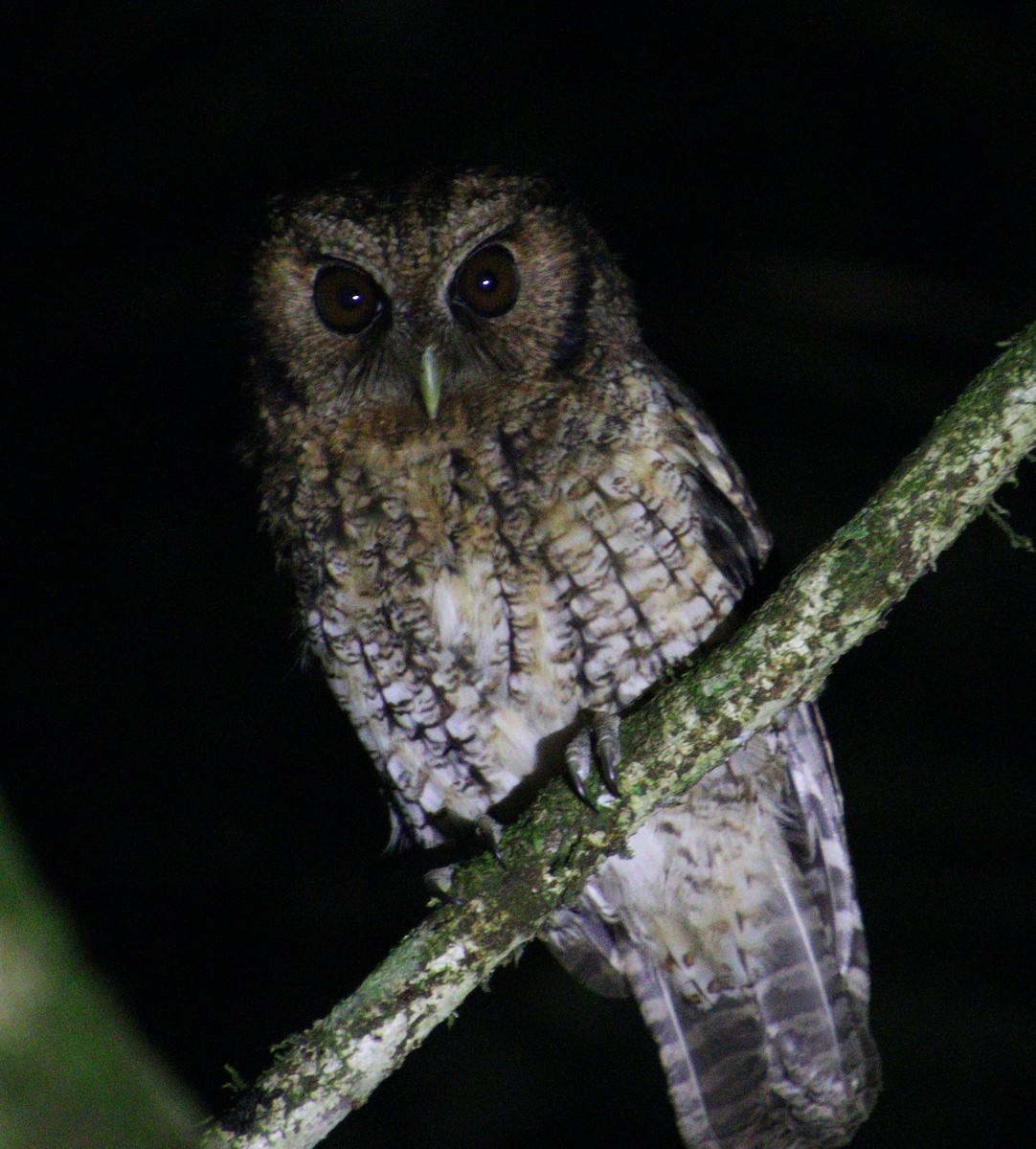 Black-capped Screech-Owl - ML302618811