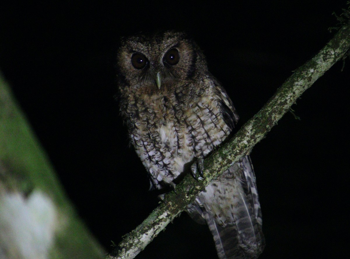 Black-capped Screech-Owl - ML302618821