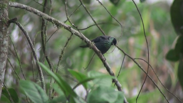 Black-capped Tanager - ML302619291