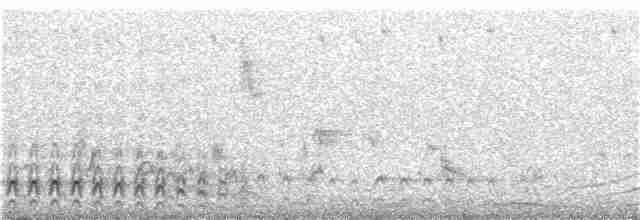 Malabar Gray Hornbill - ML302624041