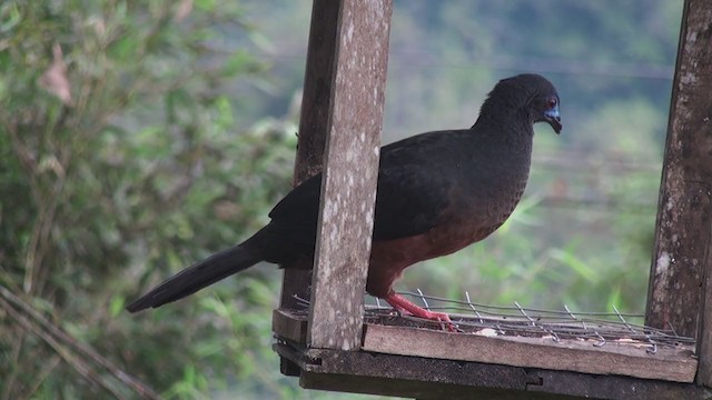 Sickle-winged Guan - ML302625621