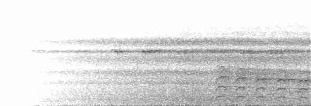Spot-tailed Goshawk - ML302626331