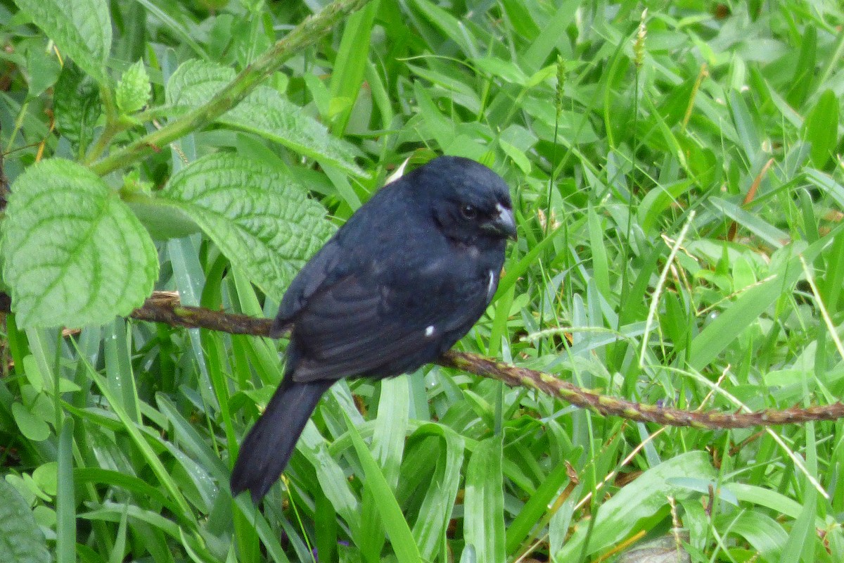 Variable Seedeater - ML302627131
