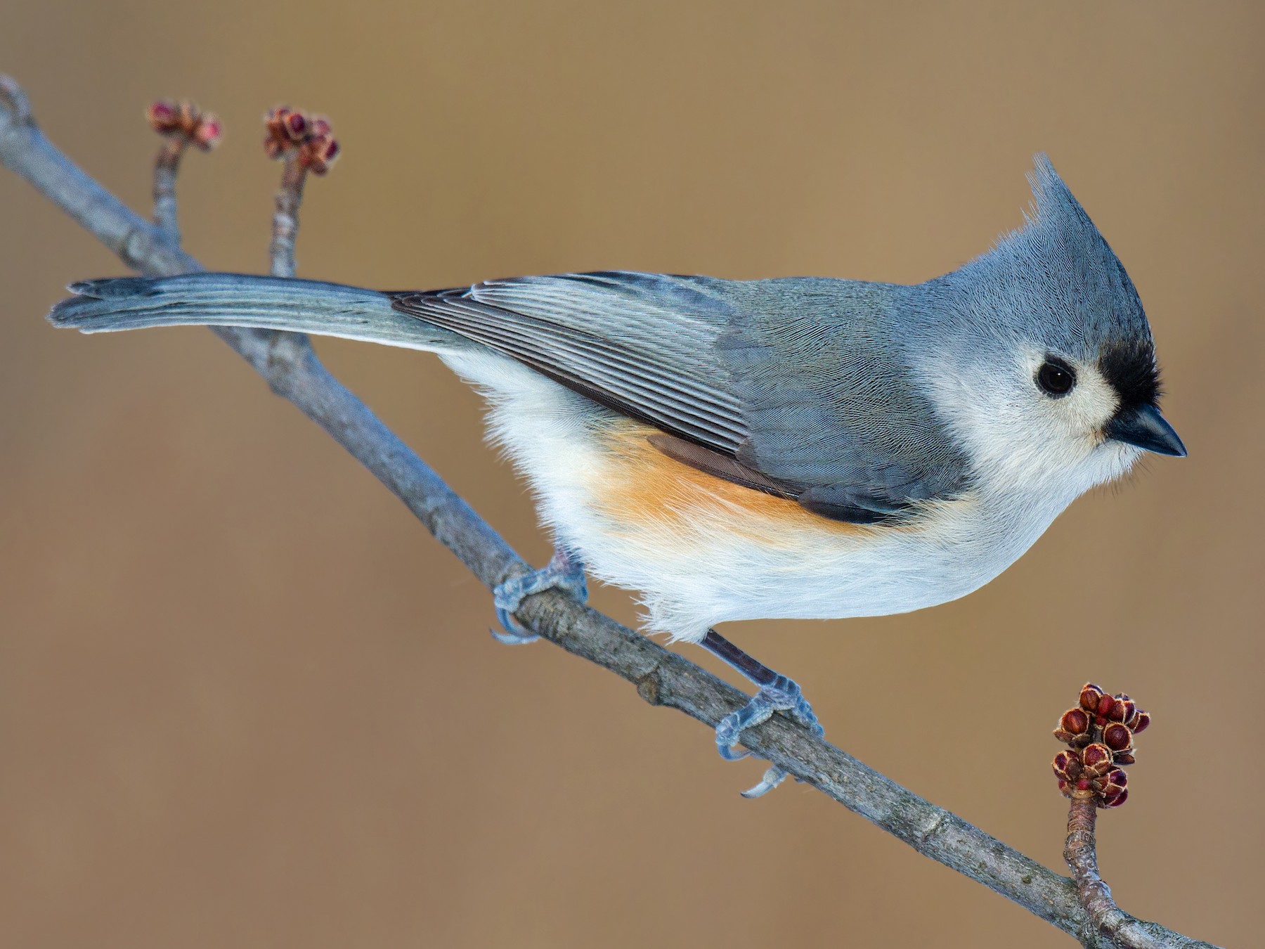 Tufted Titmouse - Darlene Friedman