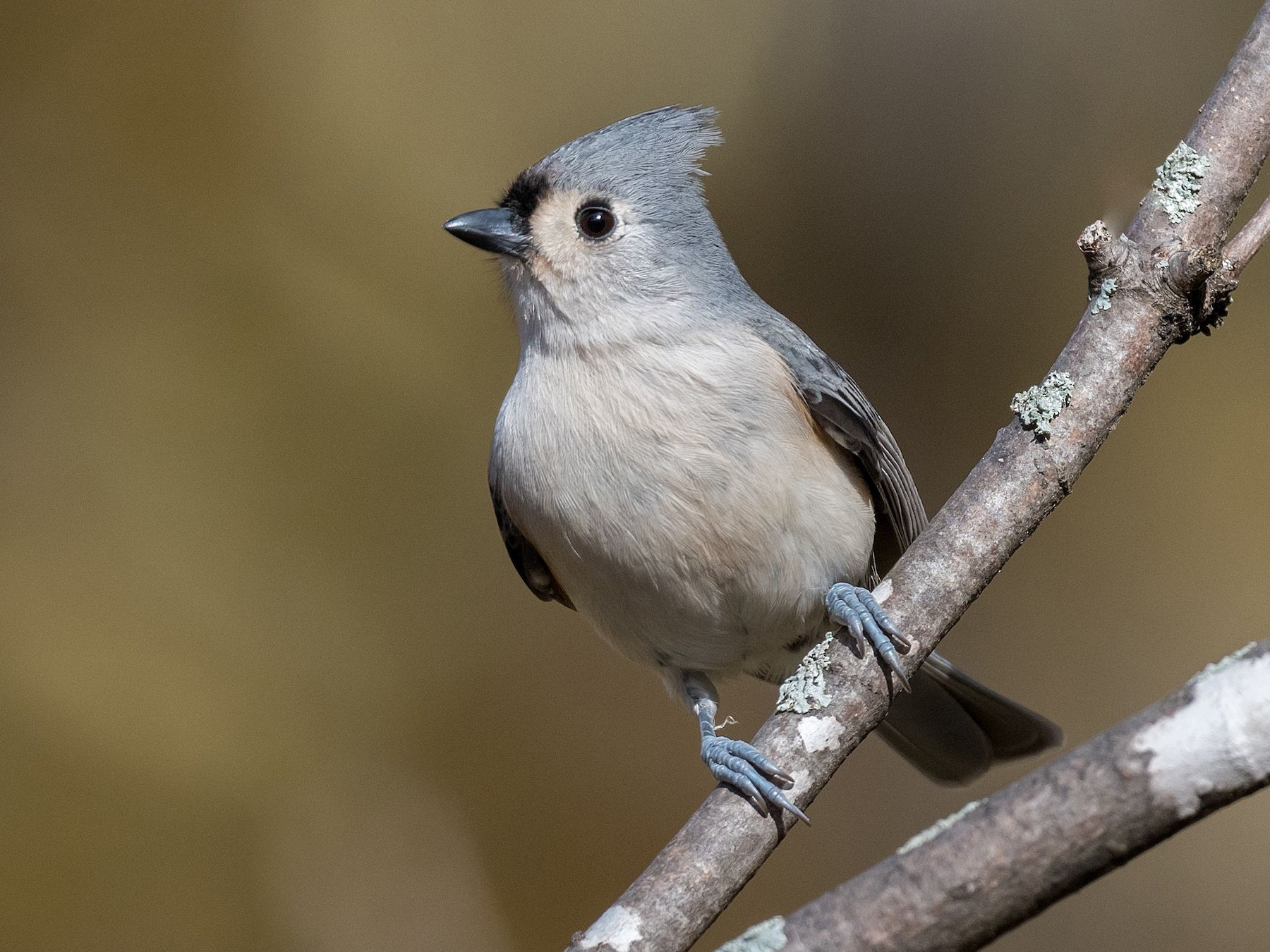 Tufted Titmouse - Allan  Bigras