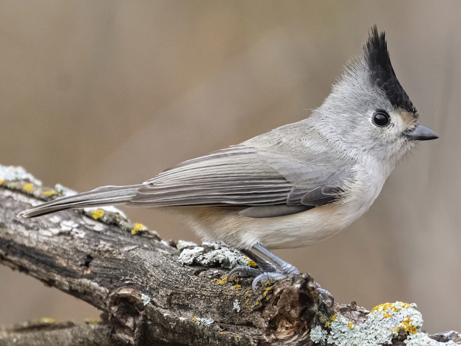 Black-crested Titmouse - eBird