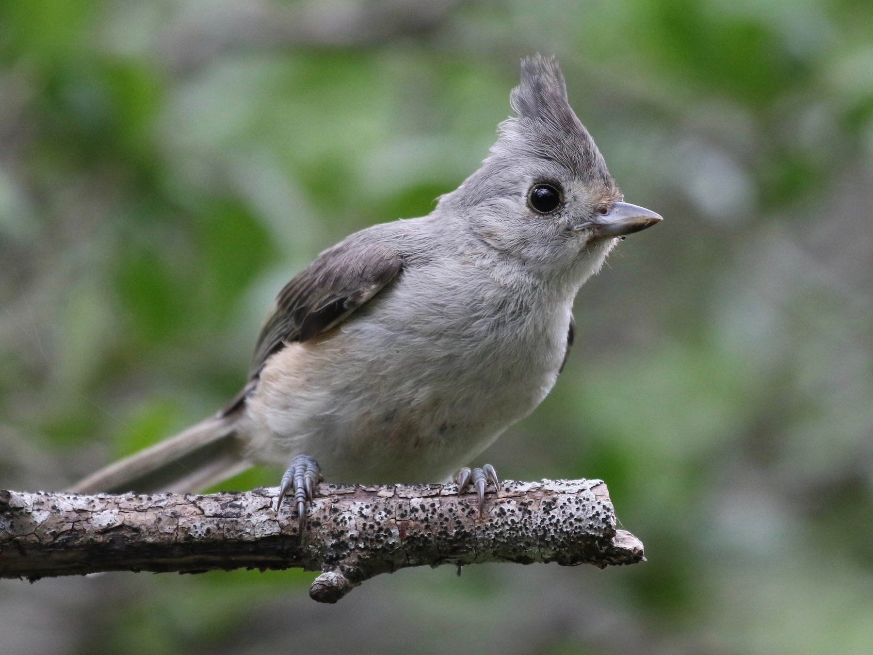 Black Crested Titmouse Range