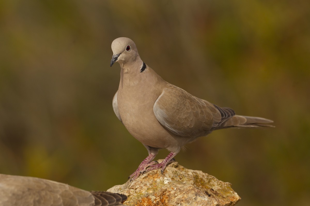 Eurasian Collared-Dove - ML302632471
