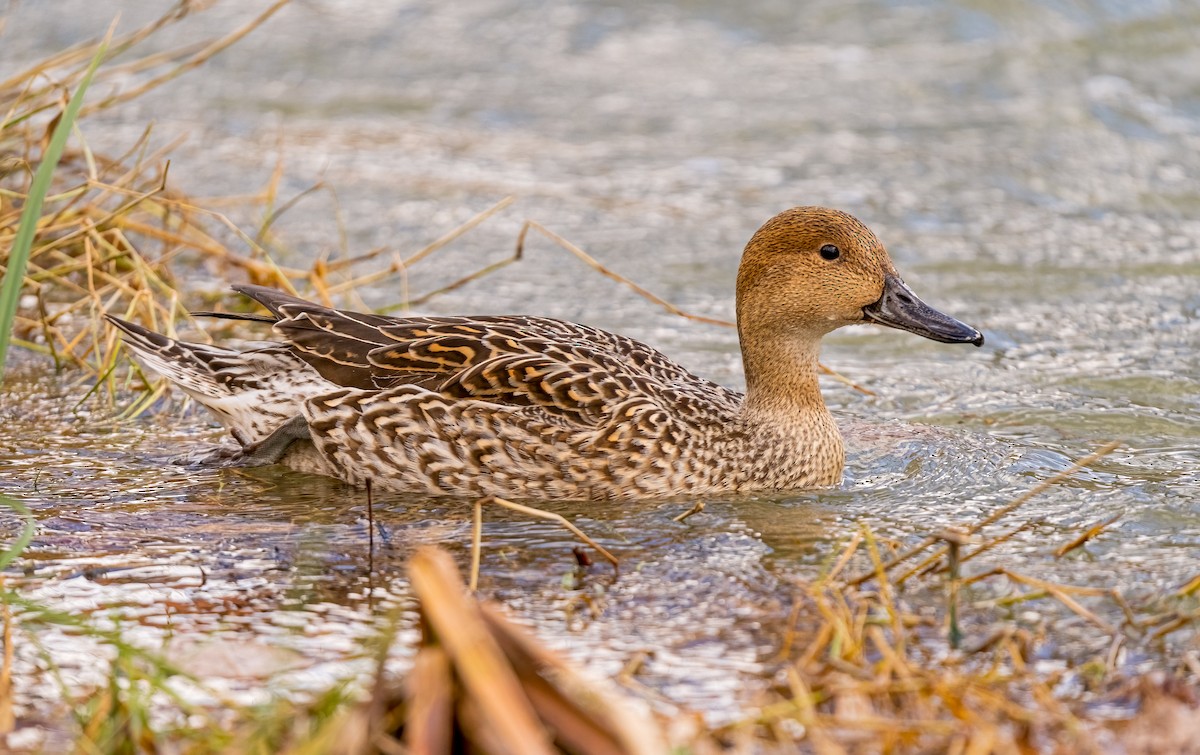 Northern Pintail - Miguel Claver Mateos