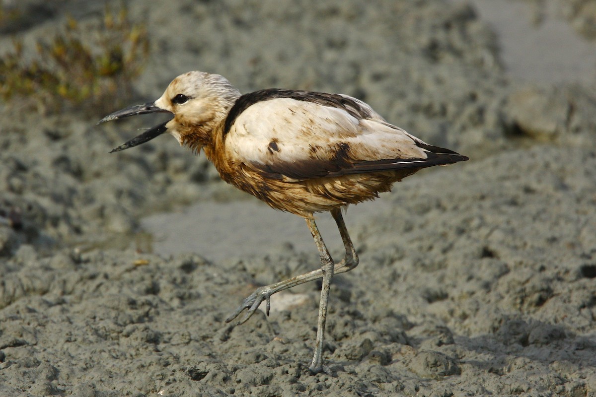 Crab-Plover - Dominic Mitchell