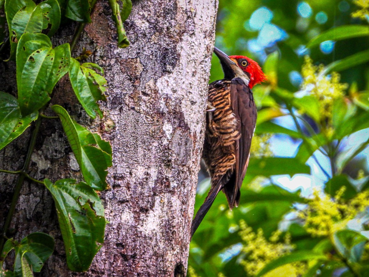 Guayaquil Woodpecker - ML302634991