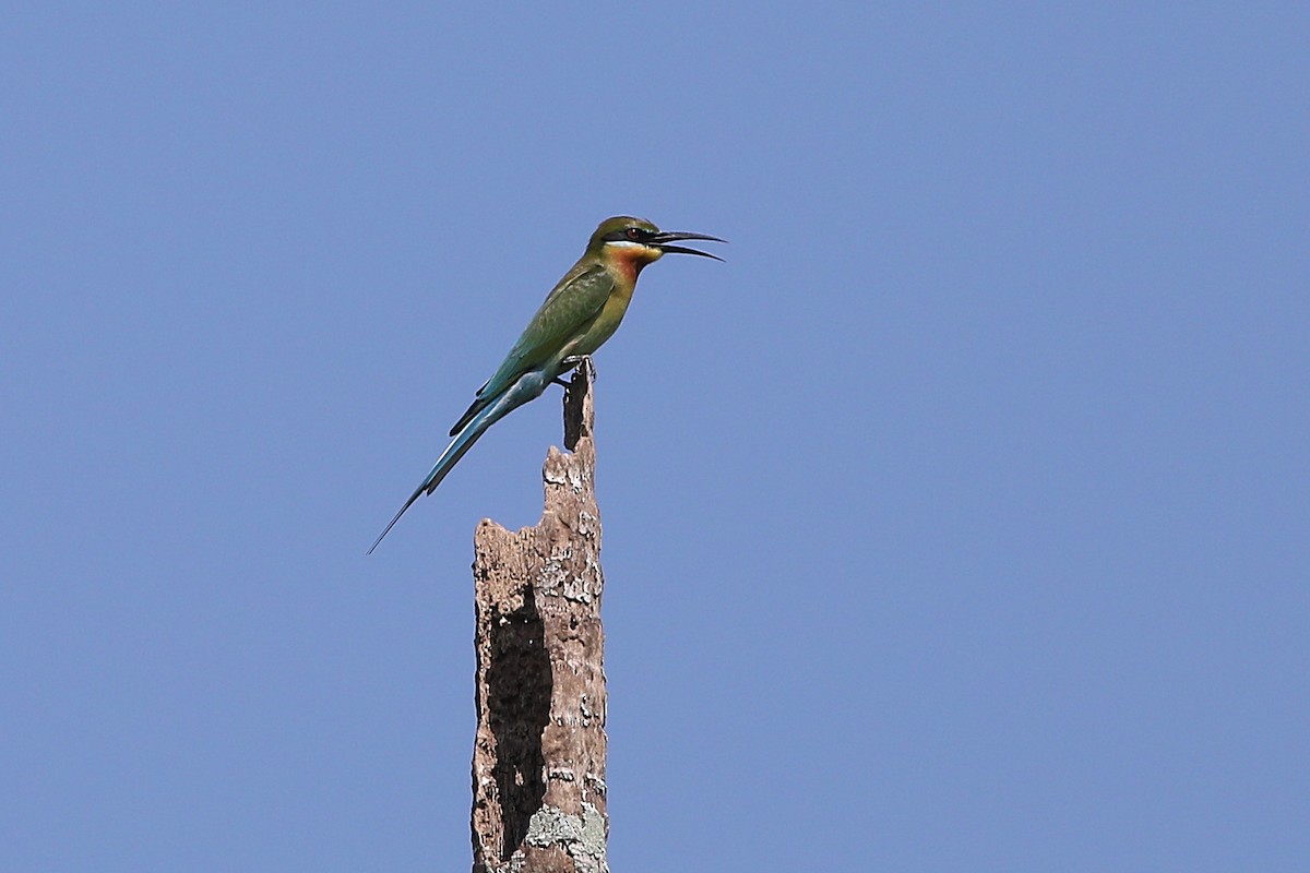 Blue-tailed Bee-eater - ML302635231