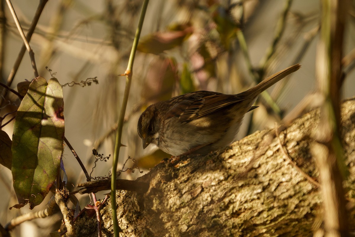 White-throated Sparrow - ML302641991