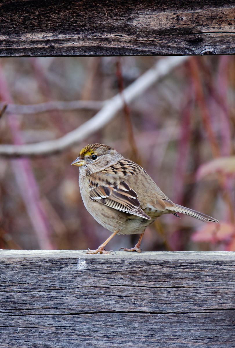 Golden-crowned Sparrow - Zeke Smith