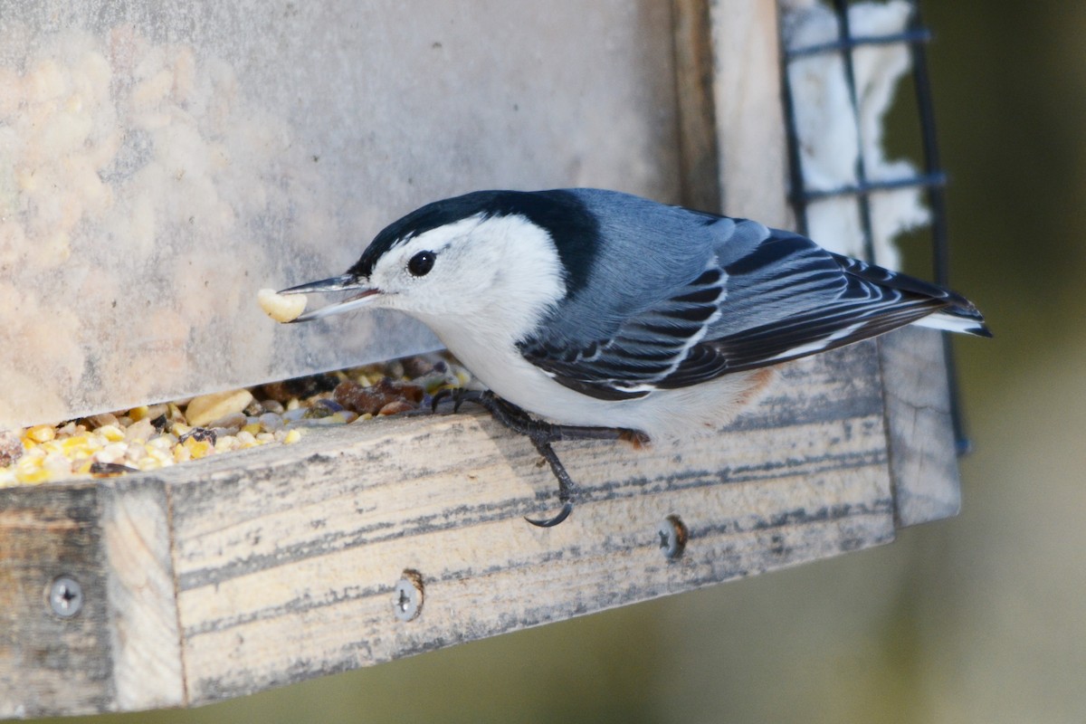 White-breasted Nuthatch - ML302643861