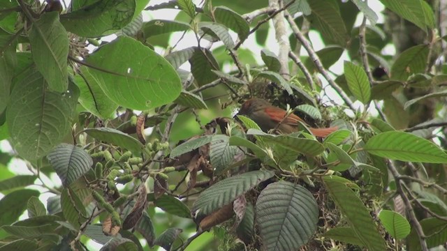 Red-faced Spinetail - ML302645681