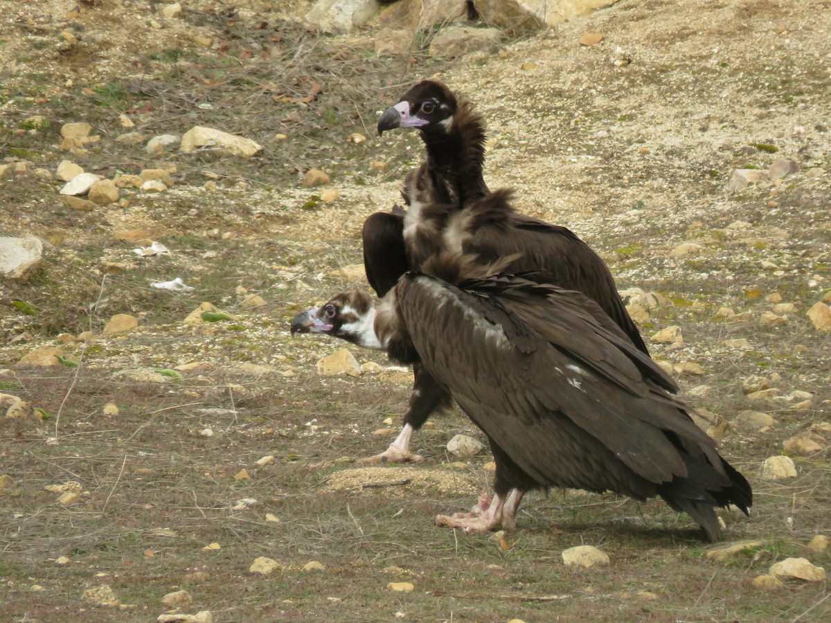 Cinereous Vulture - ML302649781