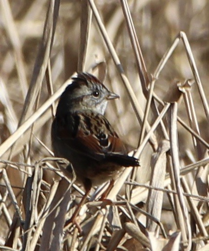 Swamp Sparrow - pamela graber