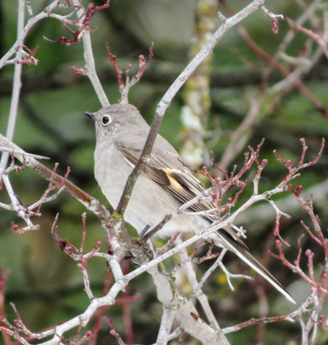 Townsend's Solitaire - ML302651181