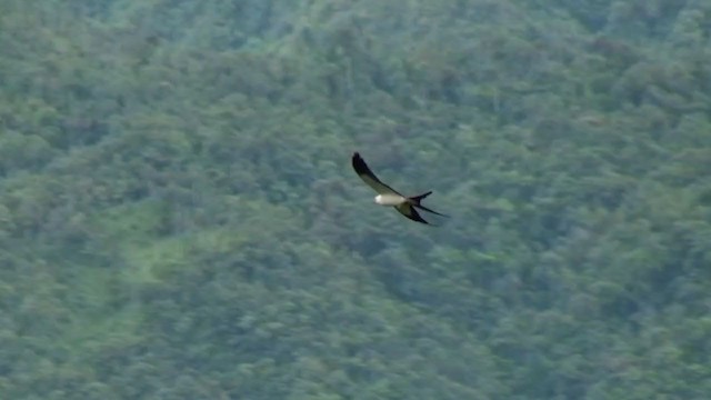 Swallow-tailed Kite - ML302656981