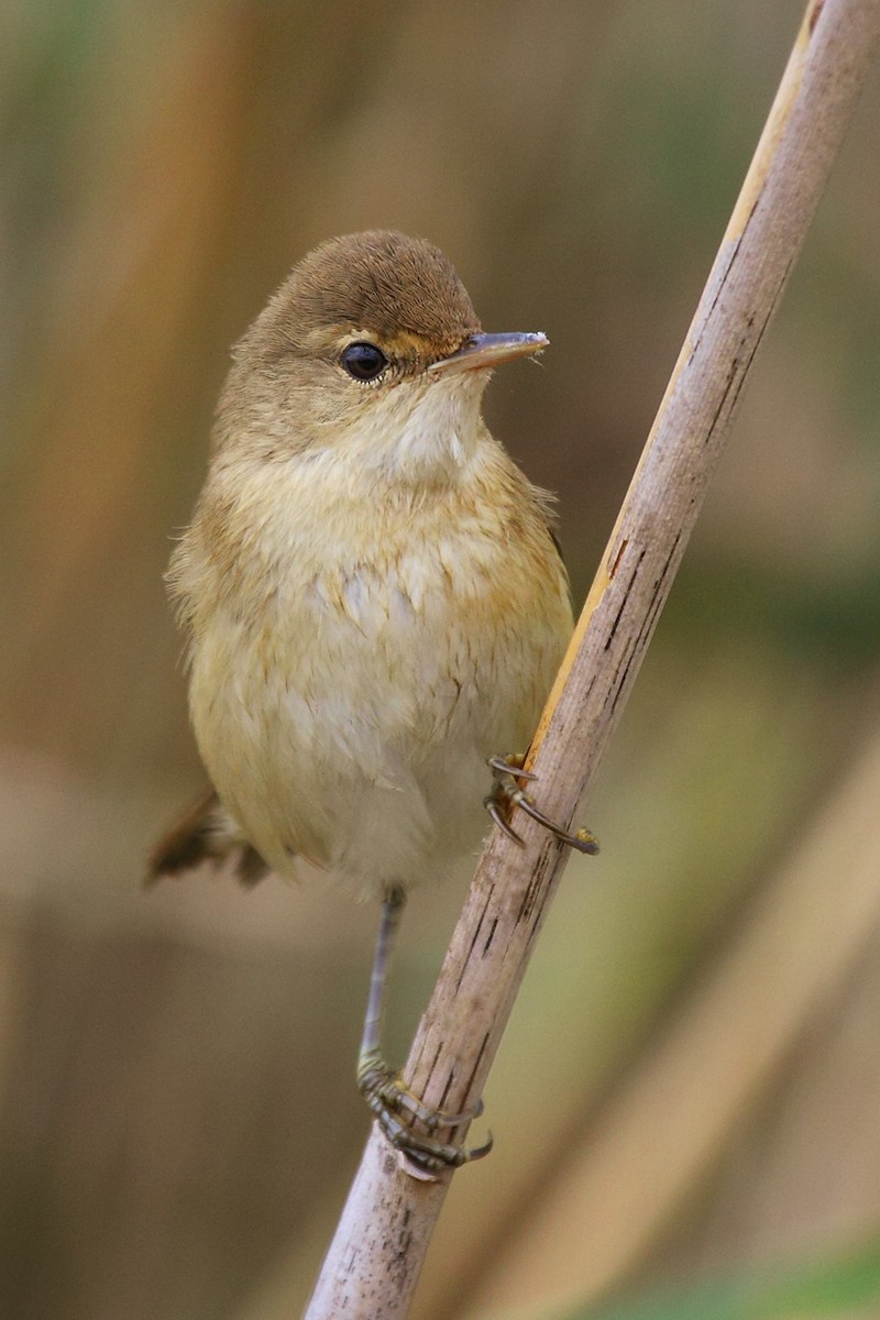 Common Reed Warbler - António Gonçalves