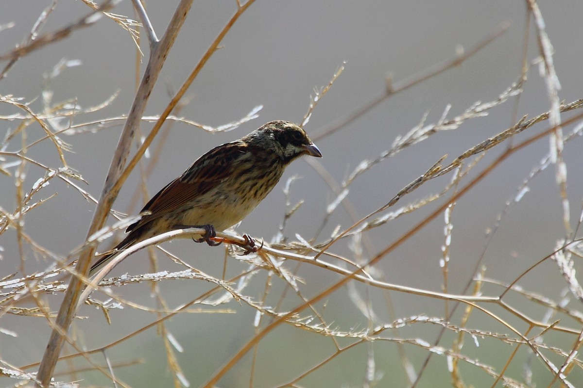 Reed Bunting - António Gonçalves
