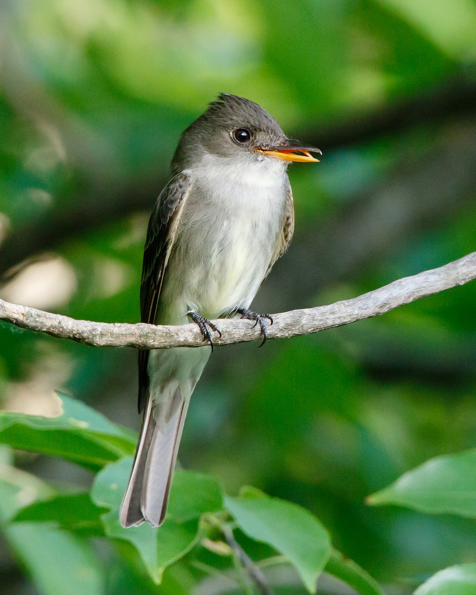 Eastern Wood-Pewee - Jeff Stacey
