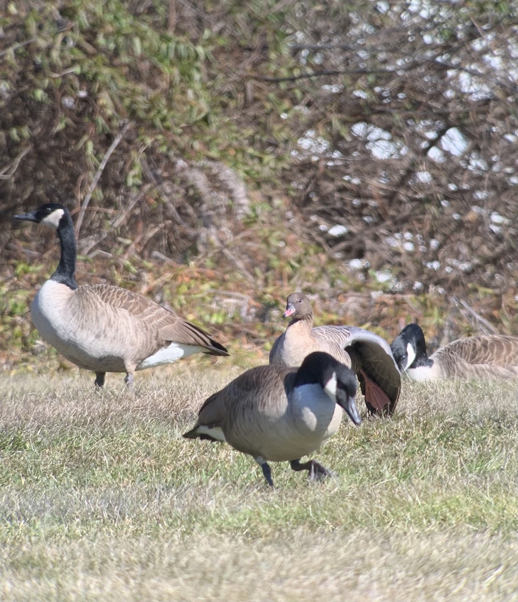 Pink-footed Goose - ML302661451