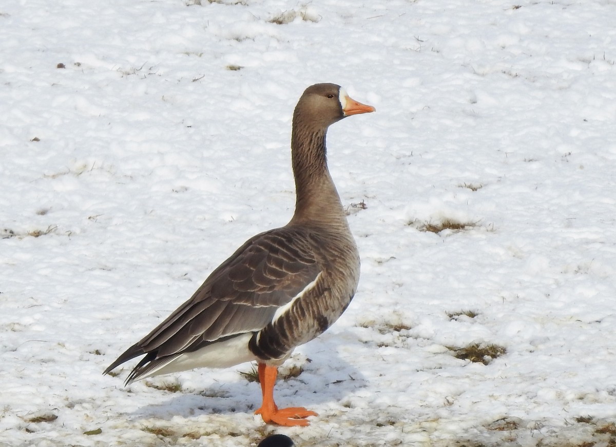 Greater White-fronted Goose - Kent Miller