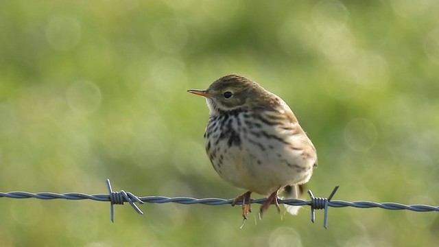 Meadow Pipit - ML302667451