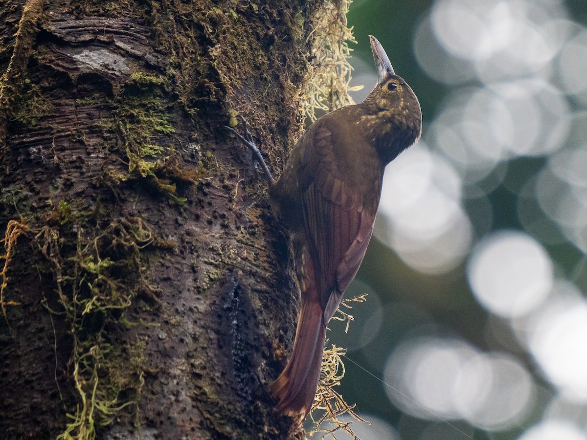 Spotted Woodcreeper - Chris Fischer