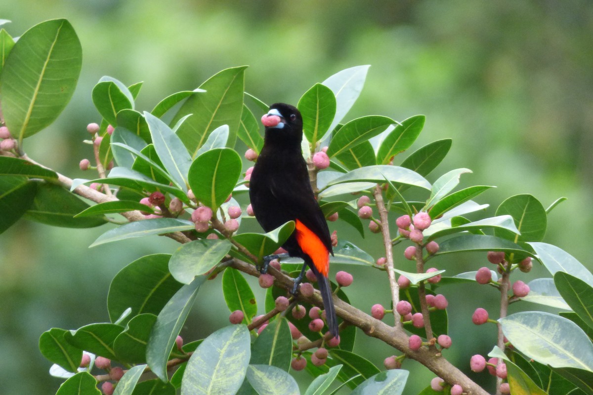 Scarlet-rumped Tanager - ML302672641