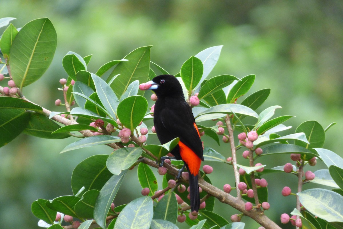 Scarlet-rumped Tanager - ML302672761