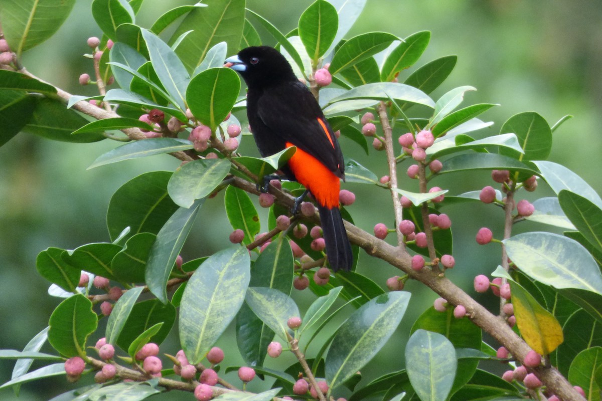 Scarlet-rumped Tanager - ML302672861