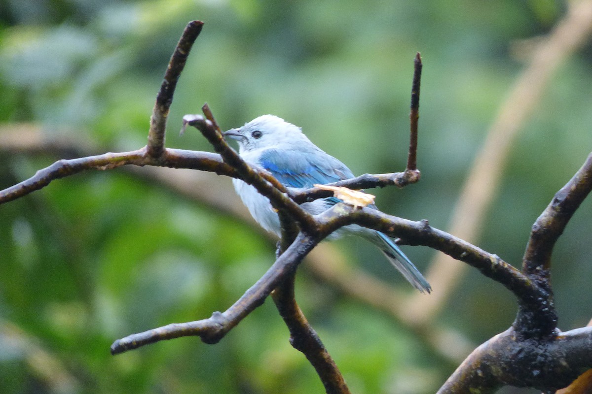 Blue-gray Tanager - ML302673081