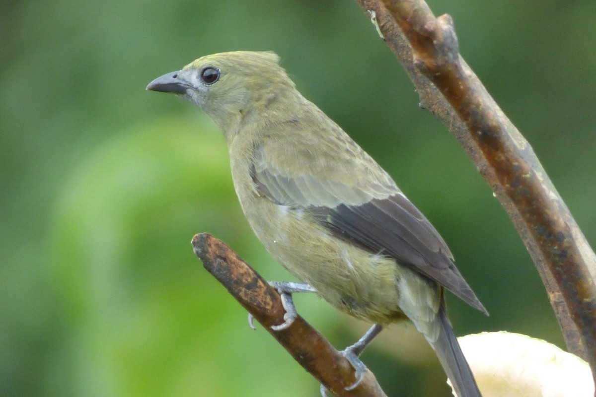 Palm Tanager - ML302675211