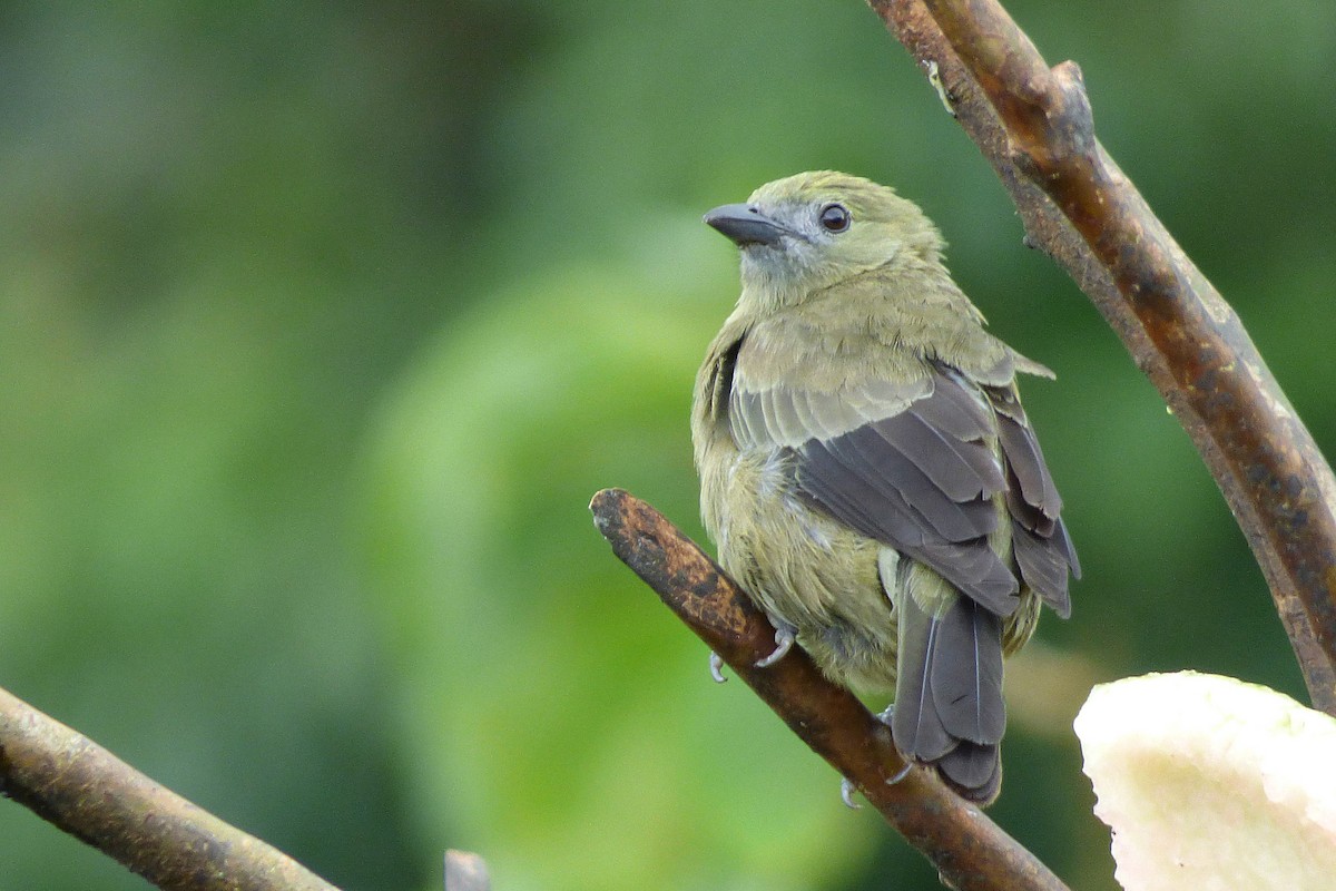 Palm Tanager - ML302675221