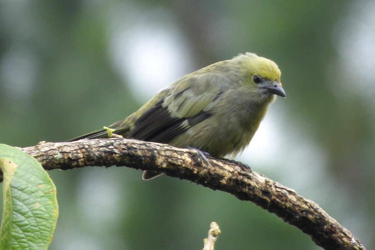 Palm Tanager - ML302675231