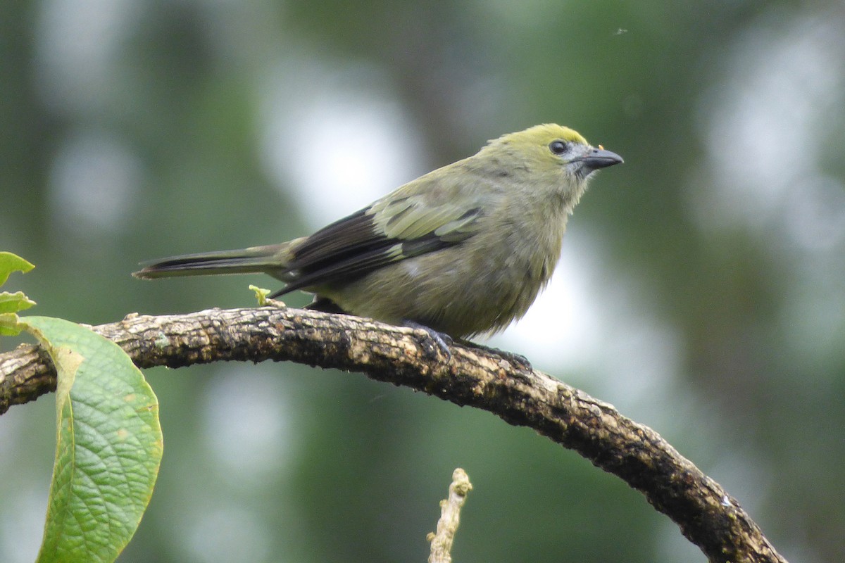 Palm Tanager - ML302675301