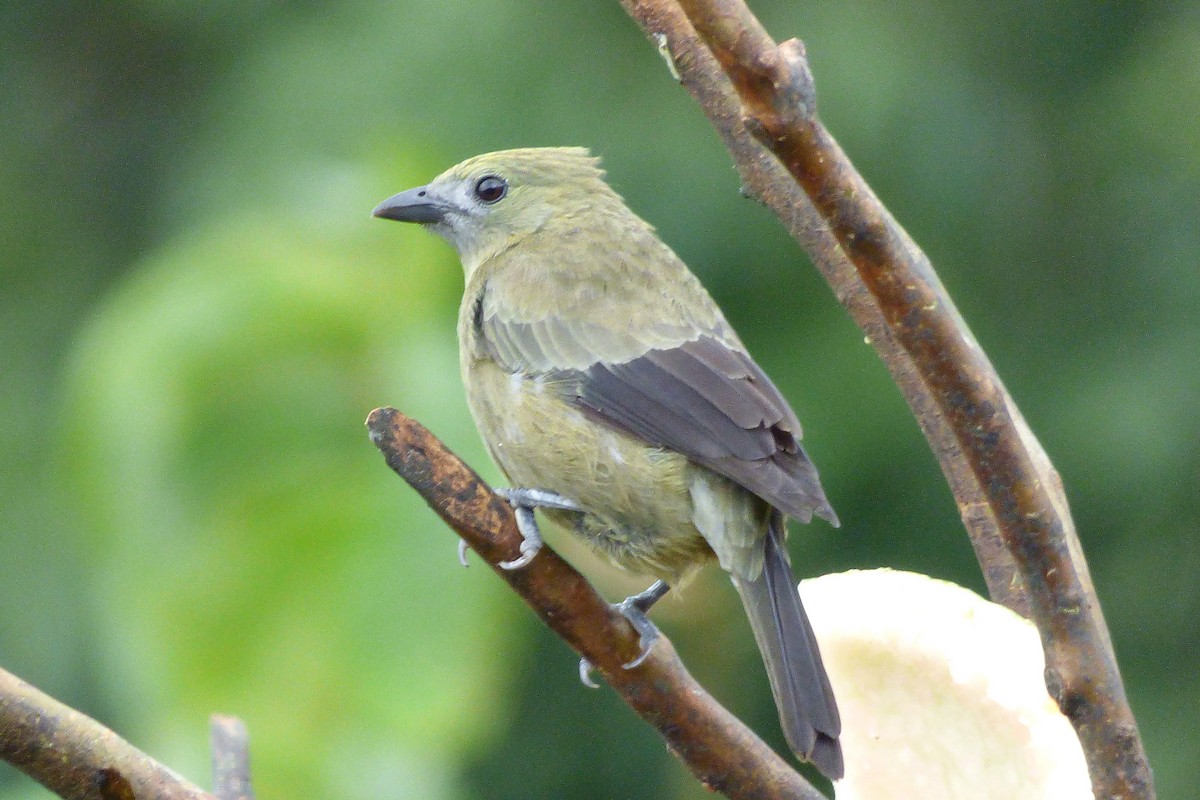 Palm Tanager - ML302675331