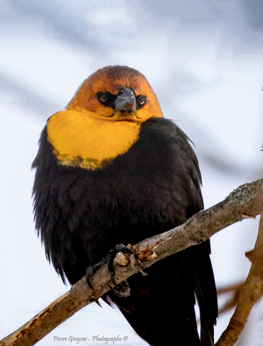 Yellow-headed Blackbird - ML302676331