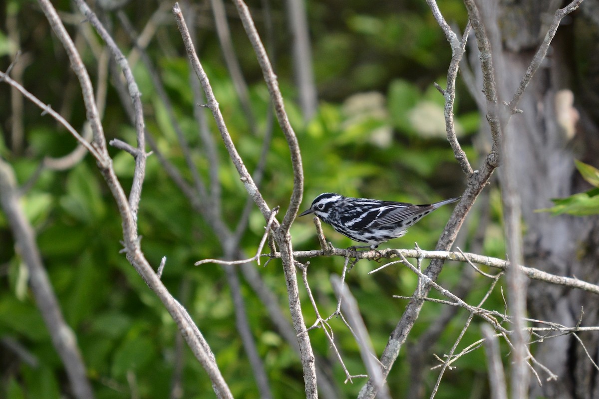 Black-and-white Warbler - Jeremy Collison
