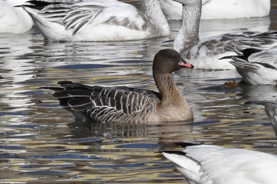 Pink-footed Goose - ML302678161