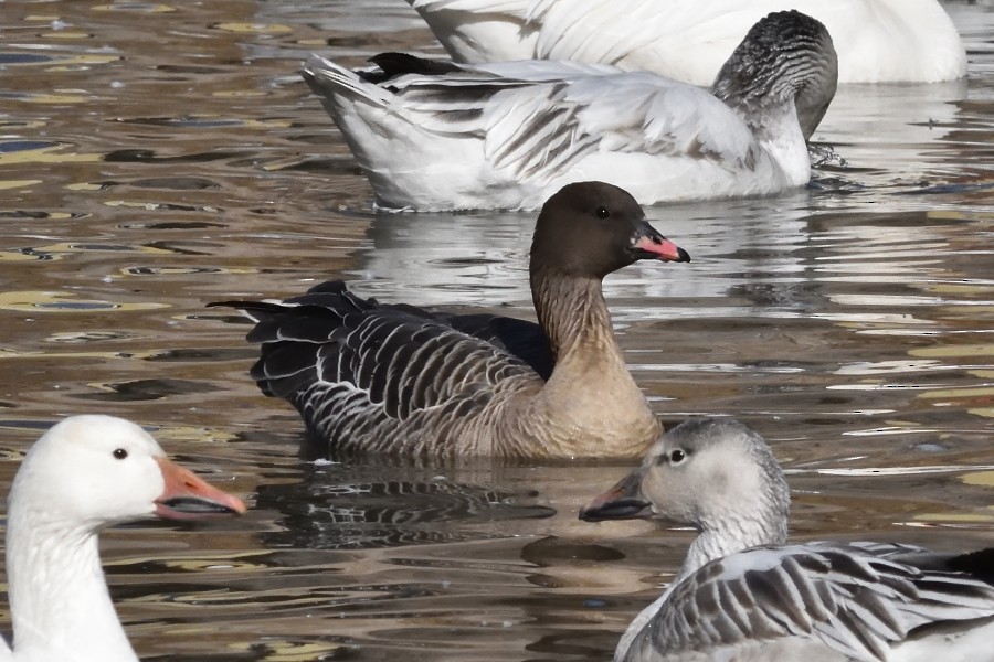 Pink-footed Goose - ML302678331
